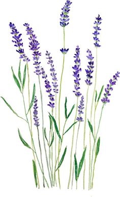 watercolor painting of lavender flowers on white background