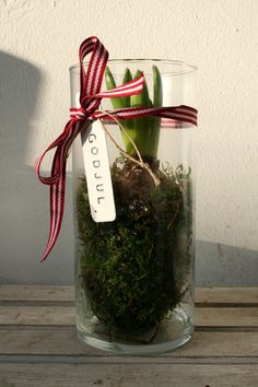 a glass vase filled with moss and a red ribbon