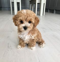 a small brown dog sitting on top of a hard wood floor next to white chairs