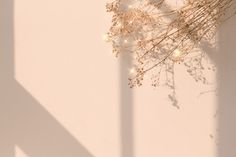 dried flowers against a white wall with the shadow of a light shining on it's side