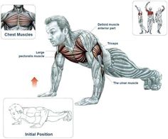 an image of a man doing push ups with muscles labeled in the upper half and lower half