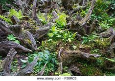 many different types of tree stumps in the forest with ferns and other plants growing on them