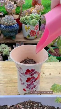 someone is pouring dirt into a potted plant in front of succulents