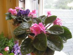 some pink and purple flowers are sitting on a window sill