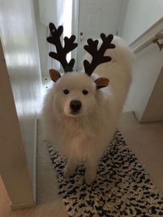 a white dog with antlers on his head standing in front of a door and looking at the camera