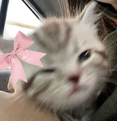 a cat with a pink bow on it's head is being held by a woman