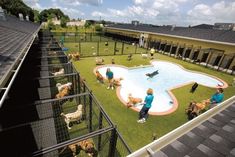 several dogs and cats are in an enclosed area near a swimming pool with a fence around it