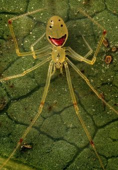 a spider with an evil smile on its face