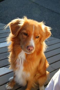 a brown and white dog sitting on top of a wooden bench