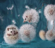 three baby hedgehogs sitting on top of dandelions