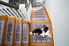 a black and white dog laying on top of a carpeted stair case next to wooden banisters