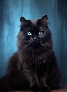 a black cat sitting on top of a wooden table next to a blue wall and looking at the camera