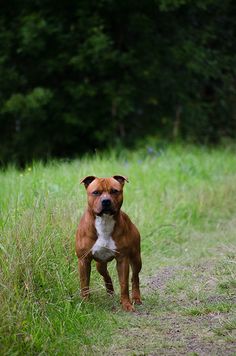 a brown and white dog standing on top of a grass covered field with trees in the background