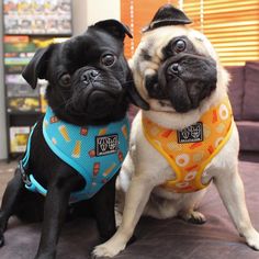 two small pug dogs sitting next to each other