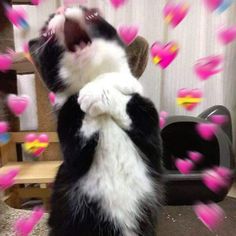 a black and white cat standing on its hind legs in front of pink heart shaped confetti