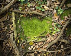 a green square in the middle of some leaves and branches with moss growing on it