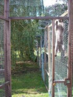 an animal in a cage with grass and trees