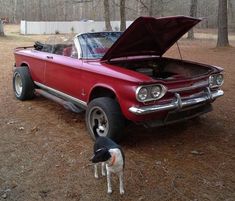 a dog standing next to a red car with its hood open