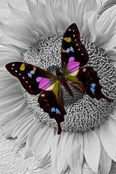 two butterflies sitting on top of a sunflower