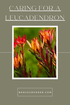 the cover of caring for a leucadendron