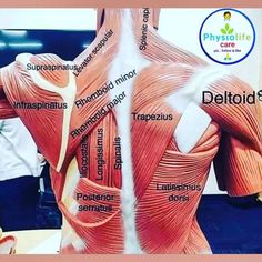 the back view of a man's muscles and their major muscle areas are labeled