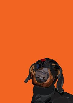 a black and brown dog on an orange background