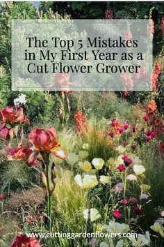 the top 5 mistakes in my first year as a cut flower grower