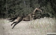 a horse is galloping through the tall grass