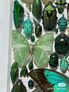 a collection of green and black insects on display