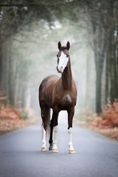 a brown and white horse standing on the side of a road in front of trees