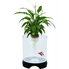 a potted plant in a clear glass container with black base and white flowers on top