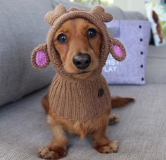 a brown dog wearing a knitted hat and sweater sitting on a couch in front of a pillow