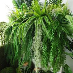 a large green plant sitting on top of a white shelf next to rocks and plants