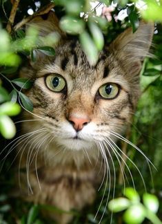 a close up of a cat looking at the camera from behind some bushes and leaves