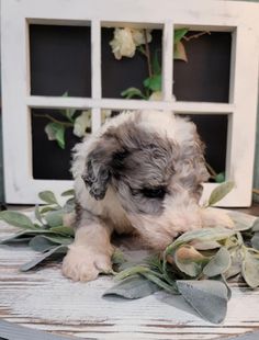 a small gray and white dog sitting on top of a table next to a window