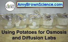 five jars filled with liquid and labeled using potatoes for osmosis and diffusion labs