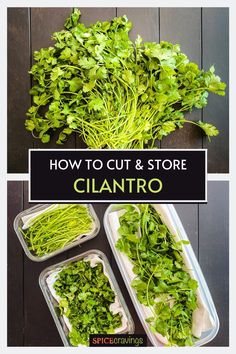 how to cut and store cilantro in containers with text overlay that reads how to cut and store cilantro