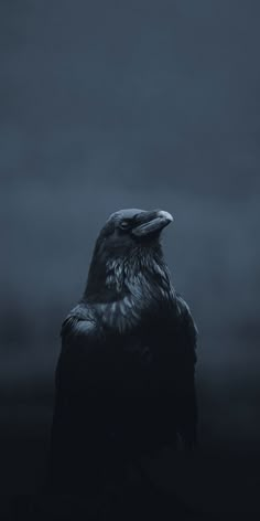 a large black bird sitting on top of a tree branch in the dark night sky