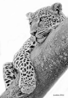 a black and white photo of a leopard resting on a tree branch