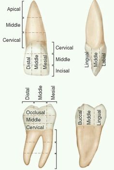 Anatomy Dental