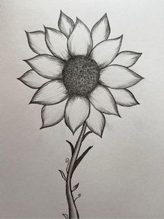 a pencil drawing of a sunflower on paper