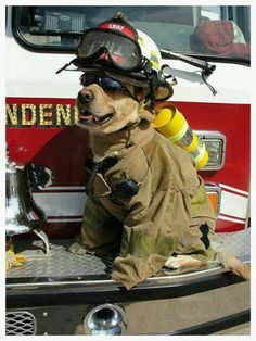 a dog wearing a fireman's uniform sitting in the back of a fire truck