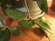 a potted plant with green leaves on a wooden table