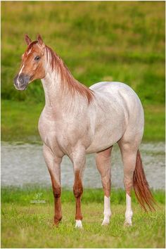 a white and brown horse standing on top of a lush green field next to a river