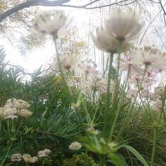 some white flowers are growing in the grass