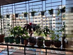 many potted plants on a window sill