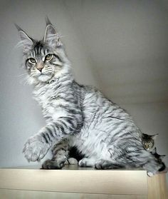 a cat that is sitting on top of a wooden shelf and looking at the camera