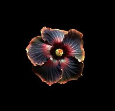 a flower that is sitting in the dark