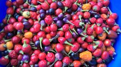 a blue bowl filled with lots of berries