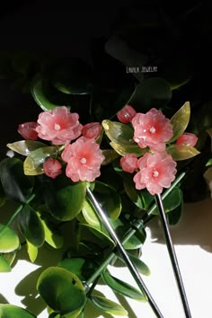 three pink flowers on top of green leaves next to a white wall and black background